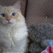 Photo de Ragdoll