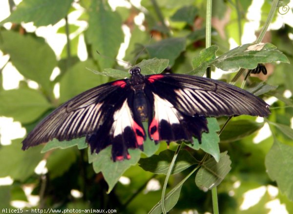 Photo de Papillon