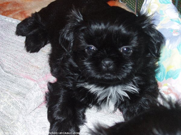 Photo de Shih tzu