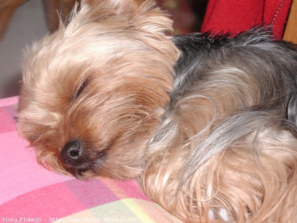 Photo de Yorkshire terrier