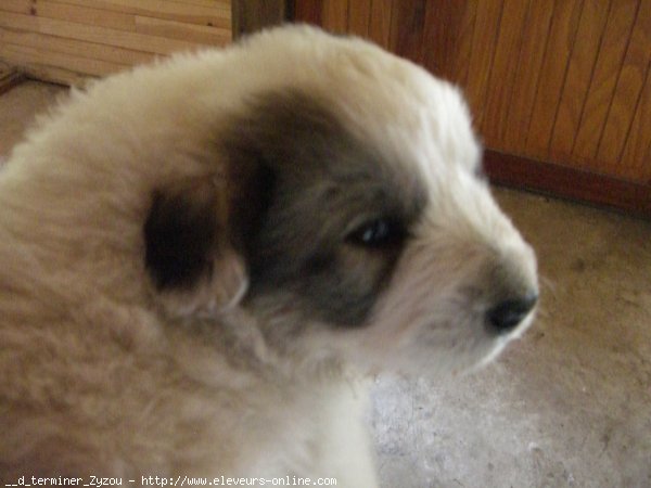 Photo de Chien de montagne des pyrnes