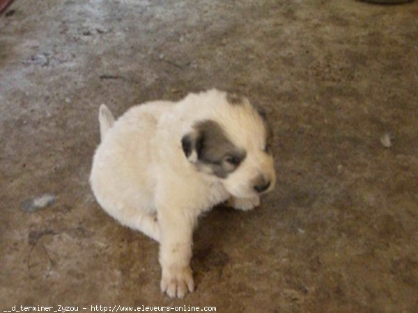 Photo de Chien de montagne des pyrnes