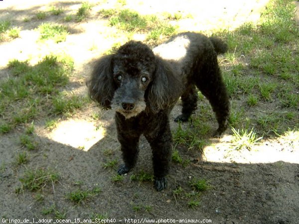 Photo de Caniche moyen