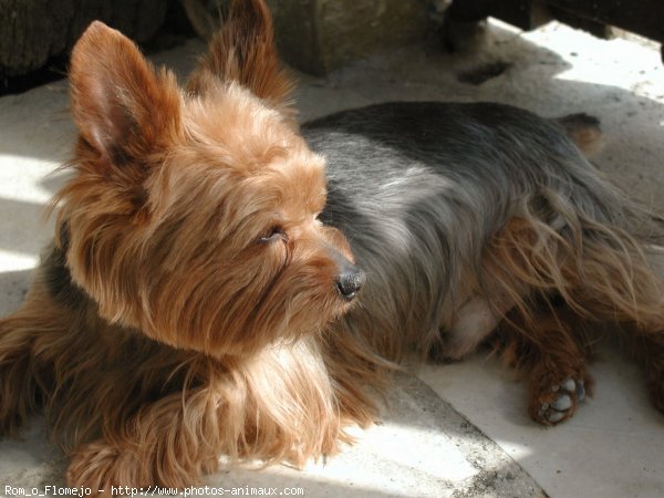 Photo de Yorkshire terrier