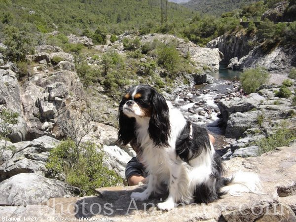 Photo de Cavalier king charles spaniel