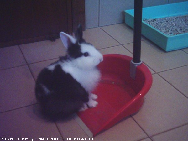 Photo de Lapin