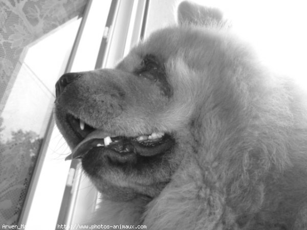 Photo de Chow chow