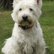 Photo de West highland white terrier