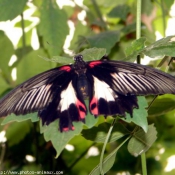 Photo de Papillon