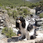 Photo de Cavalier king charles spaniel