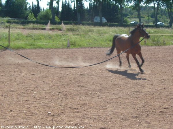 Photo de Races diffrentes