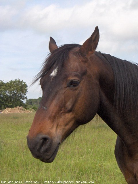 Photo de Trotteur franais