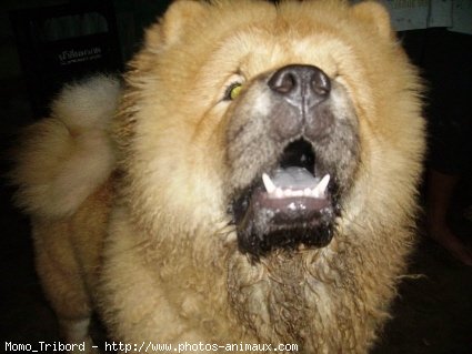 Photo de Chow chow