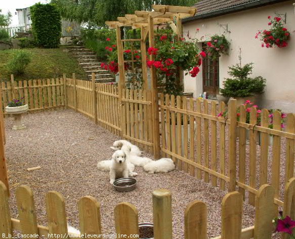 Photo de Chien de montagne des pyrnes