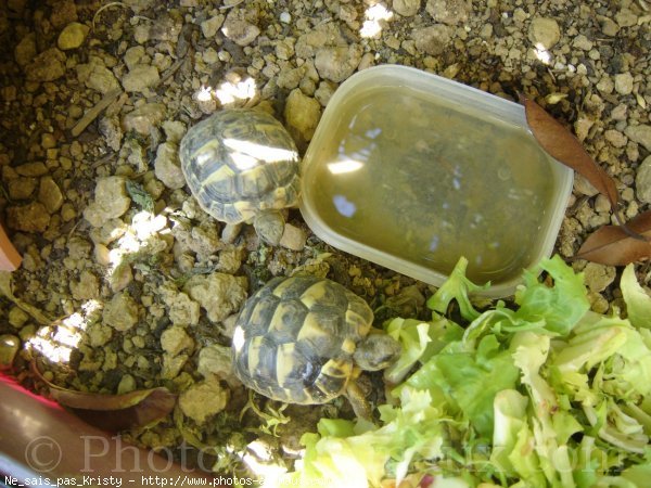 Photo de Tortue