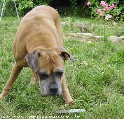 Photo de Boxer