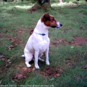 Photo de Fox terrier  poil lisse