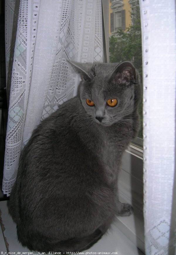 Photo de Chartreux