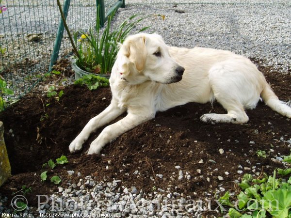 Photo de Golden retriever