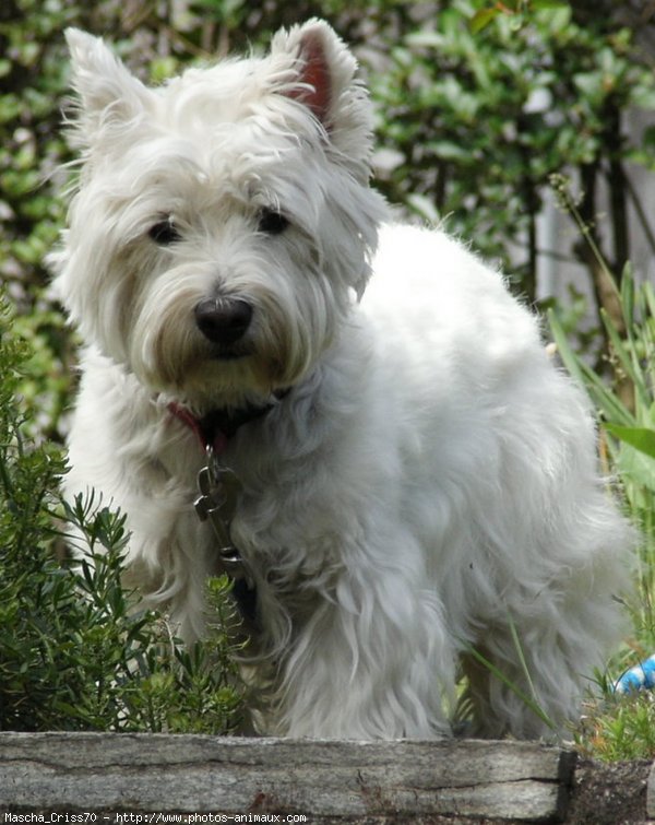 Photo de West highland white terrier