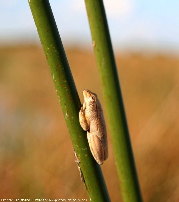 Photo de Grenouille