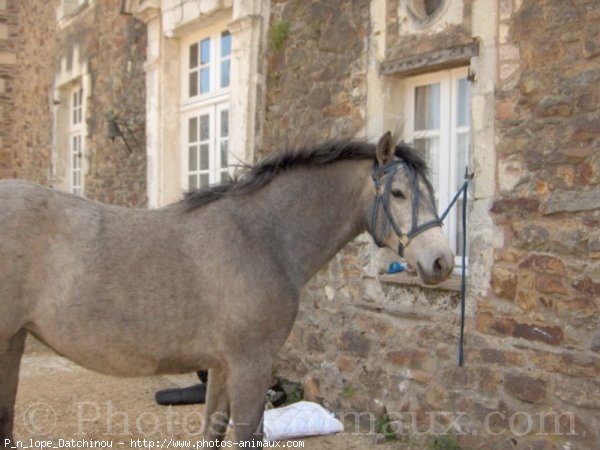 Photo de Croisement