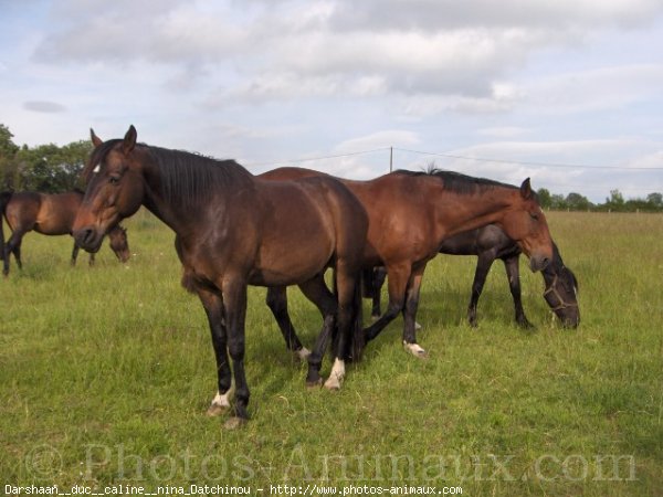 Photo de Races diffrentes