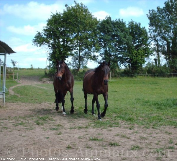 Photo de Races diffrentes