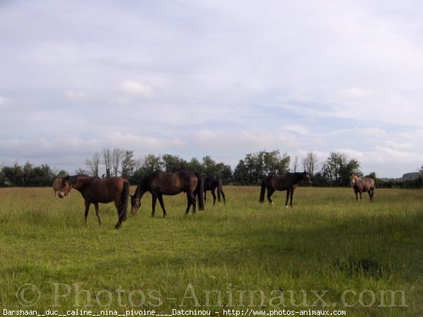 Photo de Races diffrentes