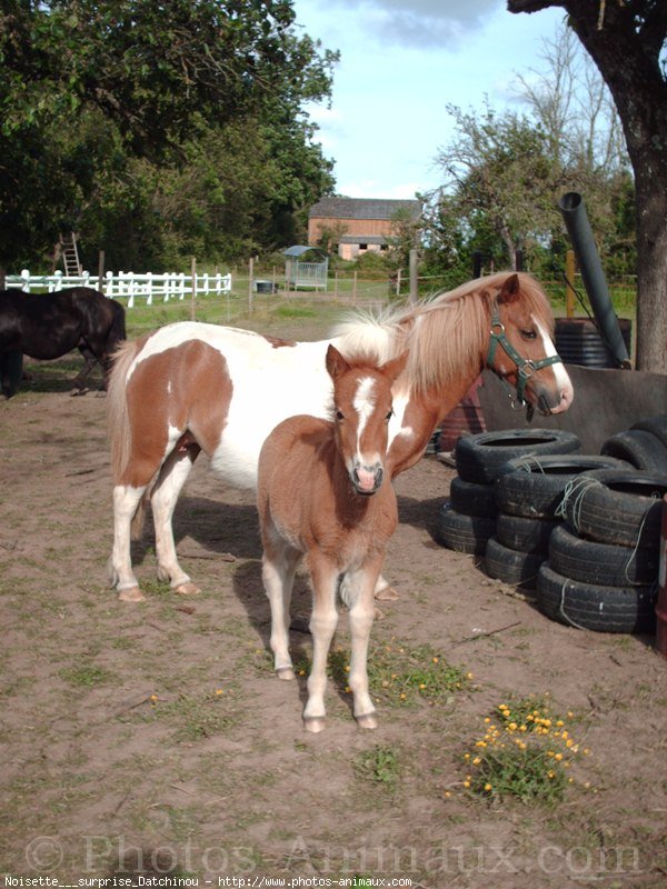 Photo de Shetland