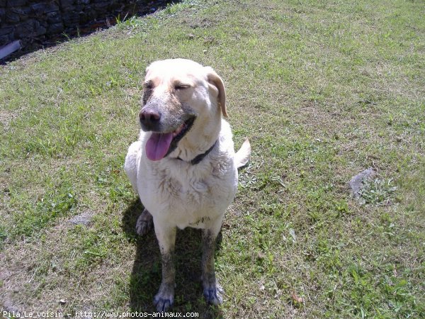 Photo de Labrador retriever