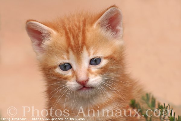 Photo de Chat domestique