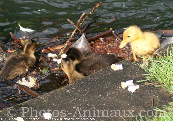 Photo de Canard