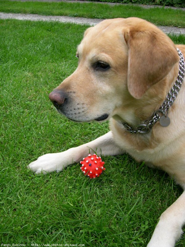 Photo de Labrador retriever