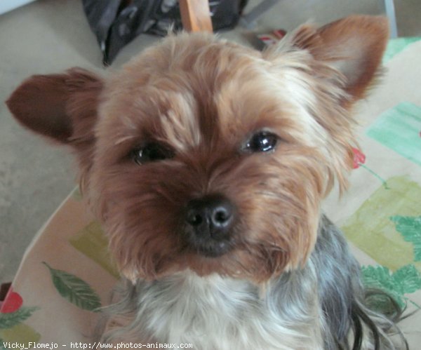 Photo de Yorkshire terrier