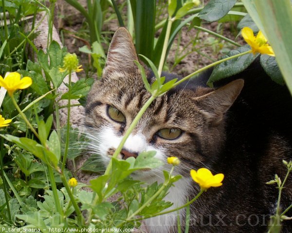 Photo de Chat domestique