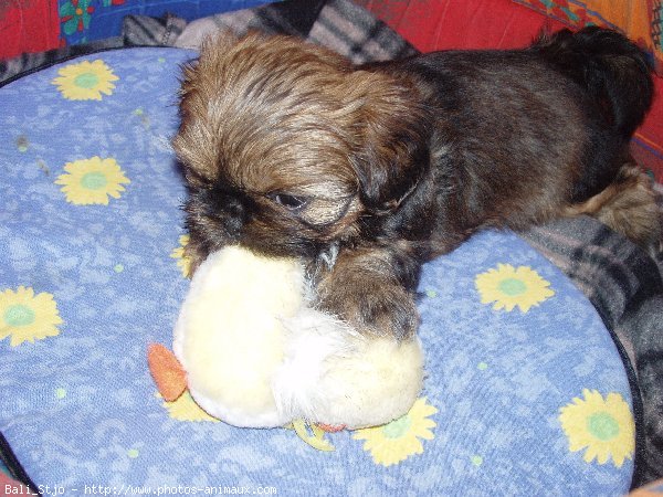 Photo de Shih tzu