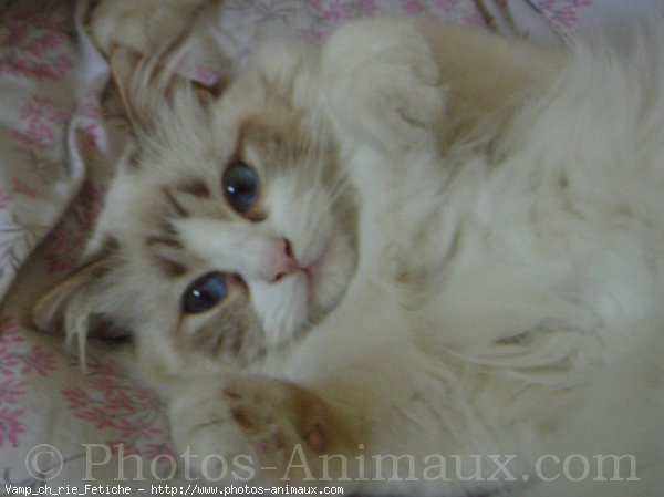 Photo de Ragdoll