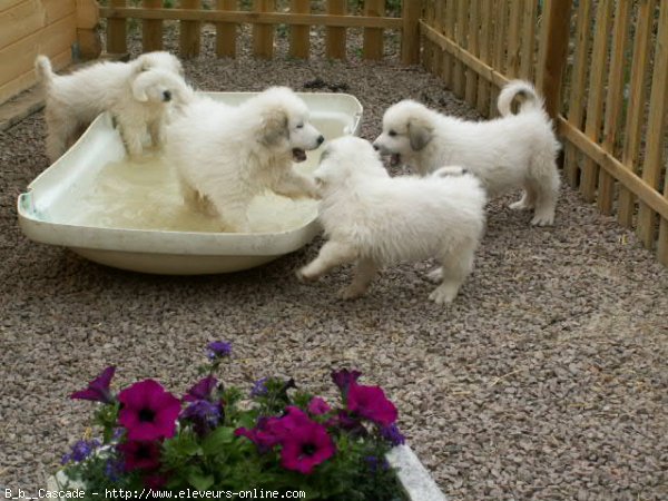 Photo de Chien de montagne des pyrnes