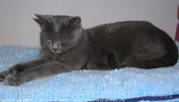 Photo de Chartreux