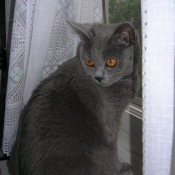 Photo de Chartreux