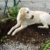 Photo de Golden retriever