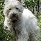 Photo de West highland white terrier