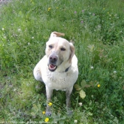 Photo de Labrador retriever