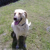 Photo de Labrador retriever