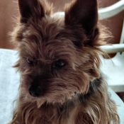 Photo de Yorkshire terrier