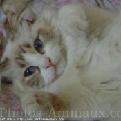 Photo de Ragdoll