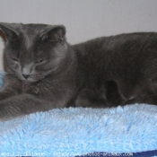 Photo de Chartreux