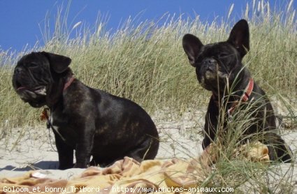 Photo de Bouledogue franais