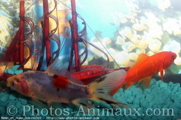 Photo de Poissons rouges